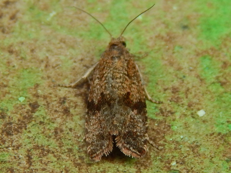 Tortricidae:  Celypha striana